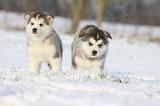 ALASKAN MALAMUTE 303